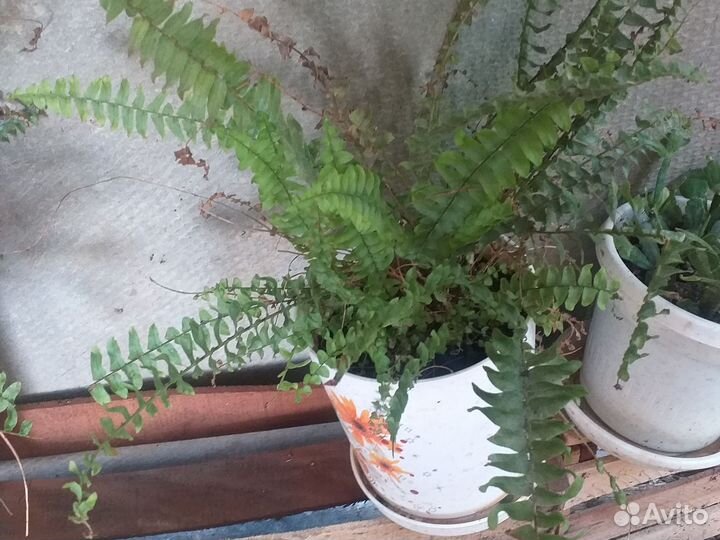 Комнатные цветы