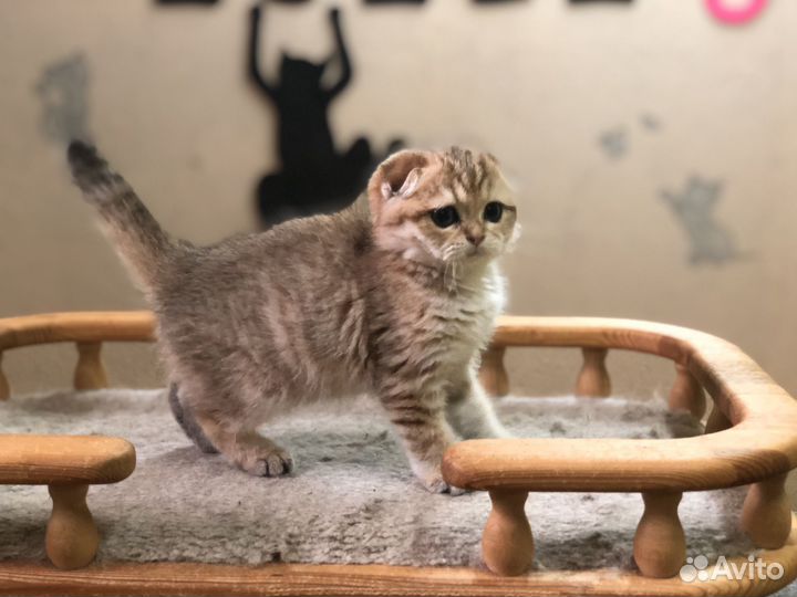 Скоттиш фолд девочка