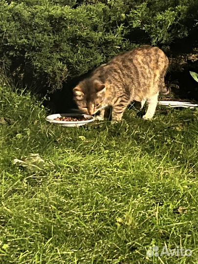 Кошки в добрые руки бесплатно