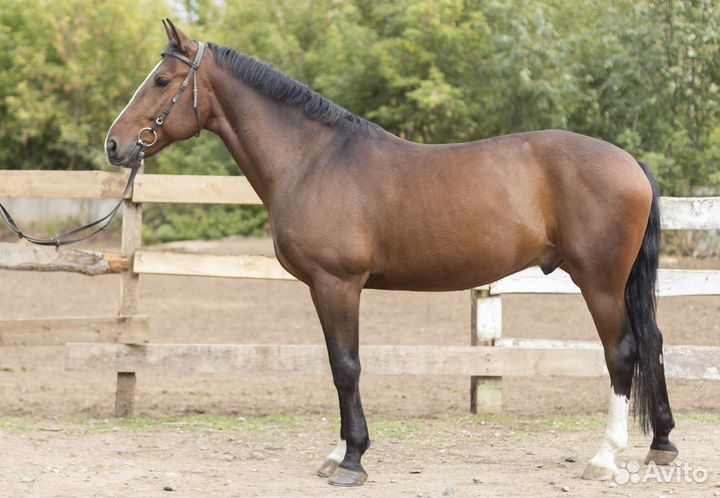 Лошадь орловская