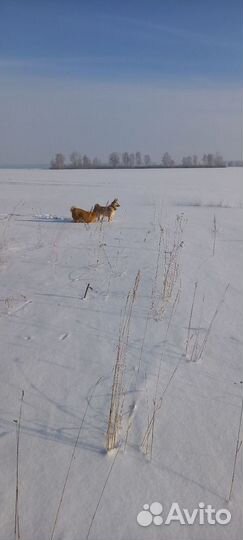 Западно сибирская лайка