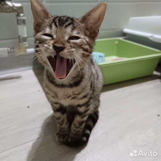 Бенгальская кошка