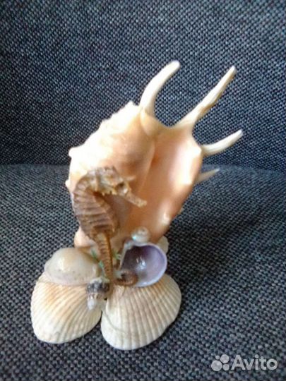 Инсталяция из ракушек