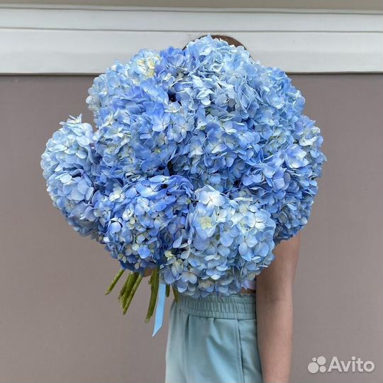 Букет из 13 голубых гортензий