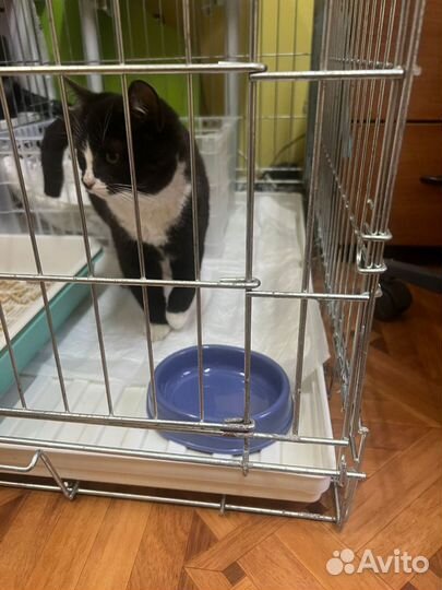 Кошечка в добрые руки