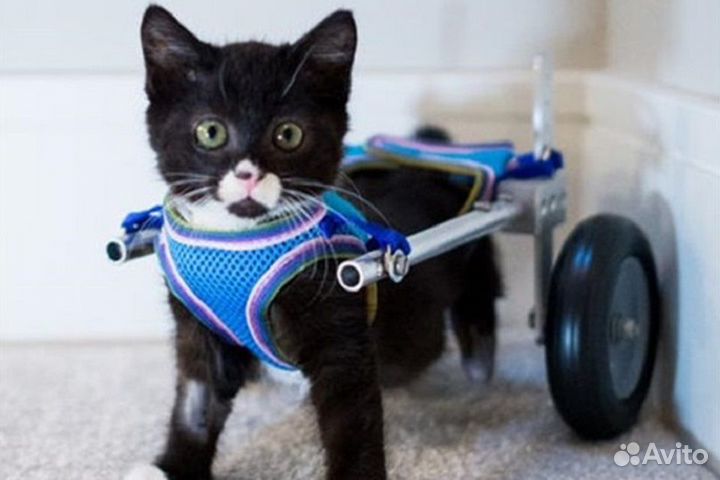 Инвалидная коляска для собак и кошек