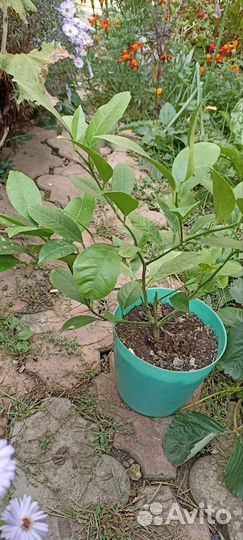 Лимон сорт Мейер