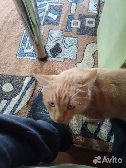 Отдам кота. Домашний к улице приучен