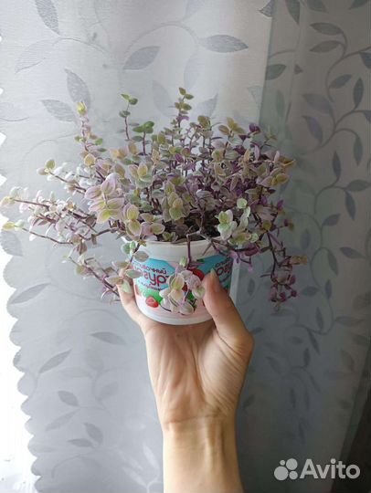 Комнатные растения цветы