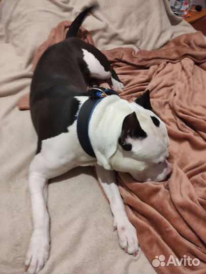 Передержка ваших любимцев на время отпуска