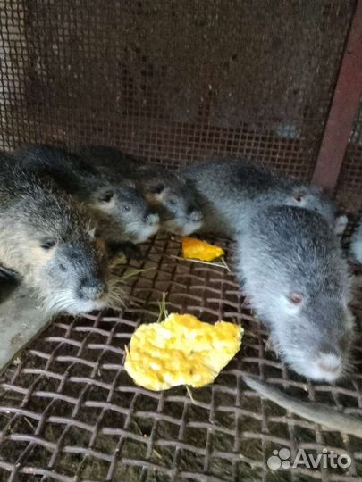 Нутрии продать