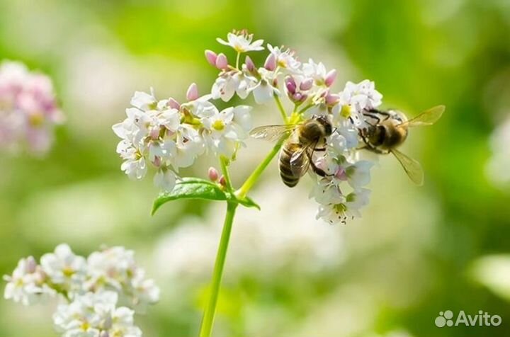 Мед Алтайский оптом