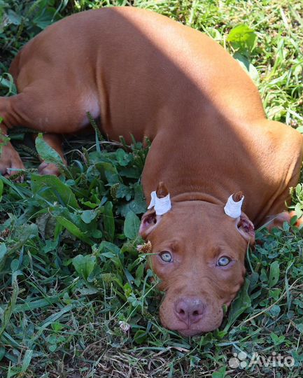 Редноус красотка питбулька