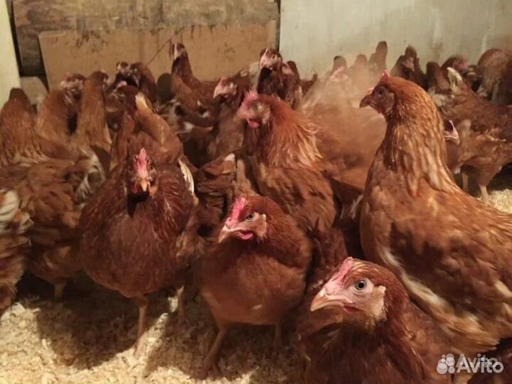 Куры молодки оптом и в розницу с доставкой