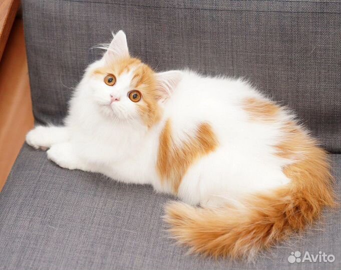 Хайленд страйт