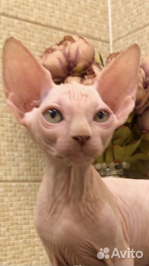 Канадский сфинкс котенок с документами