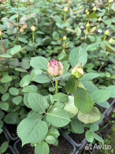 Саженцы Роз оптом и розница