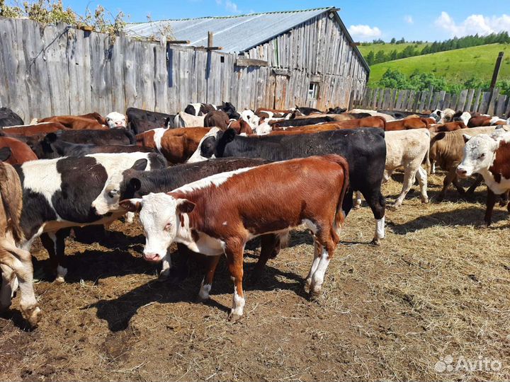 Быки на племя