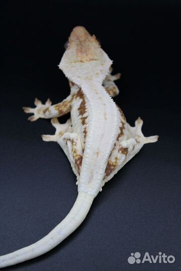 Гекконы бананоеды, лили вайт, Liiiy White