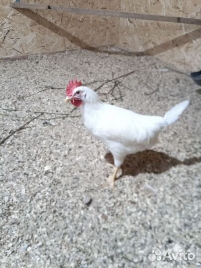 Молодые петухи