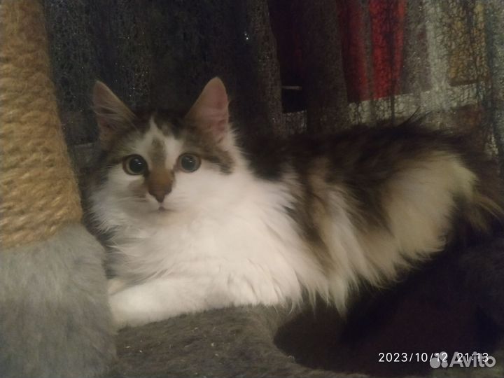 Кошечка в добрые руки