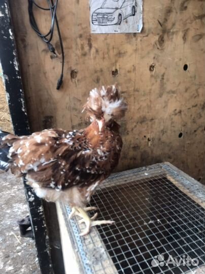 Курочки несушки