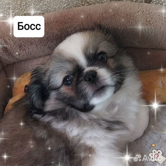 Щенки пекинеса