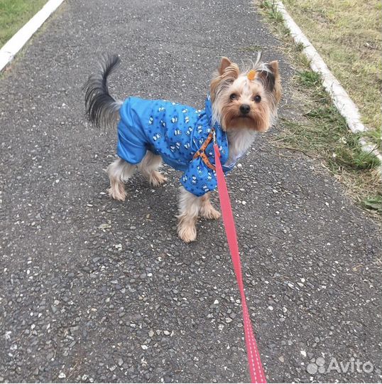 Дождевик для собак