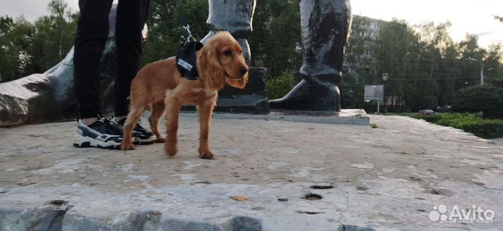 Английский кокер спаниель рыжий