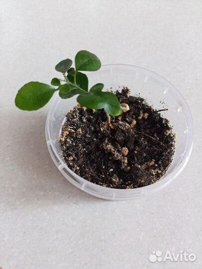 Мурайя, Аихризон, Фикус Бенджамина, Толстянка