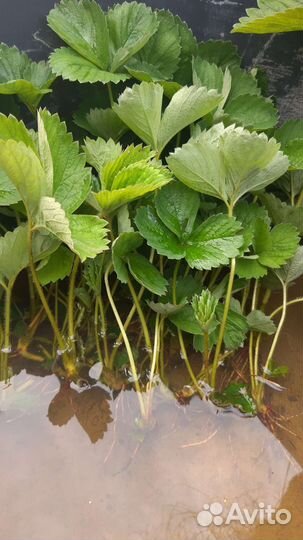 Усы клубники отдаю бесплатно