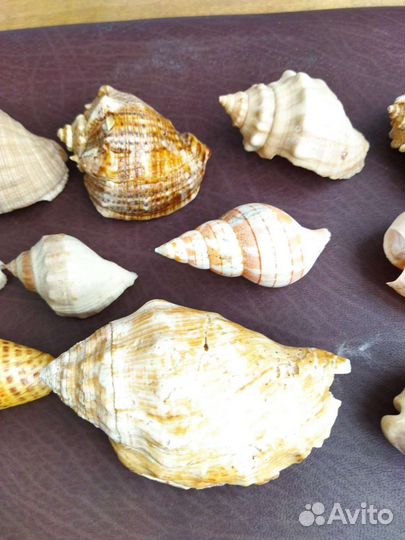 Морские ракушки раковины набор для декора