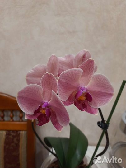 Орхидея фаленопсис