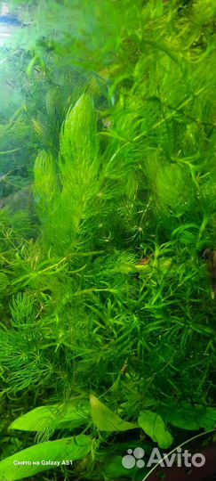 Растения аквариумные, валиснерия, роголистник