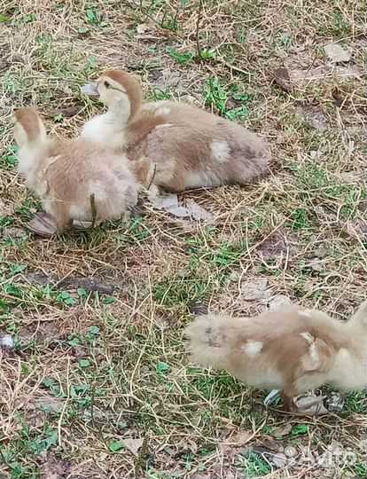 Домашние куриные яйца