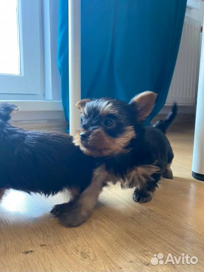 Щенки йорка мини