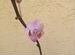 Редкая Орхидея Doritaenopsis pink Азия