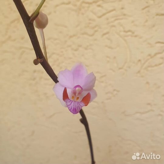 Редкая Орхидея Doritaenopsis pink Азия