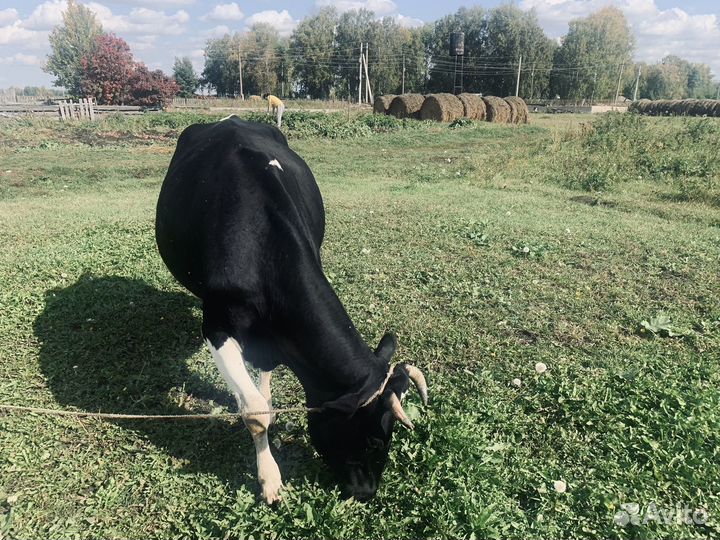 Продам коров
