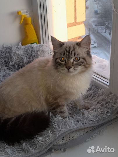 Сибирский кот