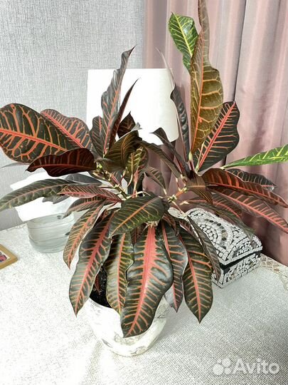 Антуриумы, Кротон