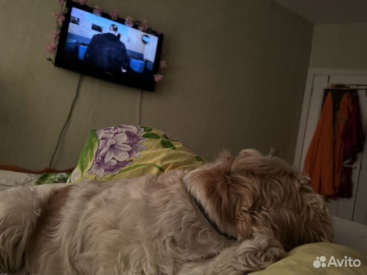 Няня для собаки