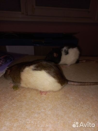 Крысы Дамбо девочки с клеткой