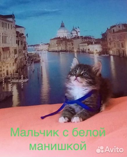 Отдаются хвостики в ответственные руки