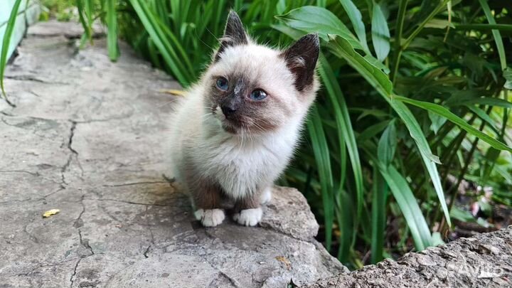 Котята в дар