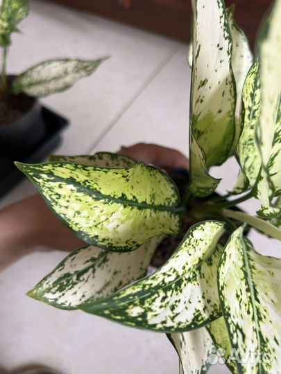 Аглаонемы Вайт джой и Вайт киви