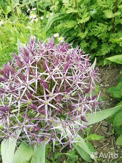 Луковичные для сада