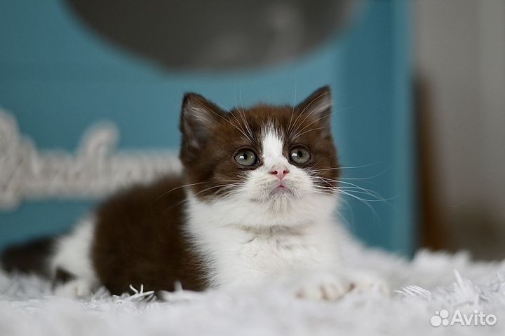 Ласковый британец