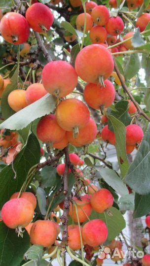 Яблоня полукультурка