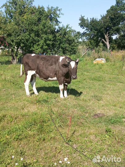 Айширская корова